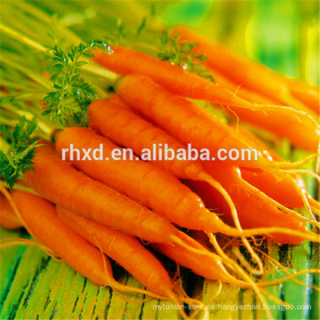 Precio de las zanahorias de productos frescos de China 2017